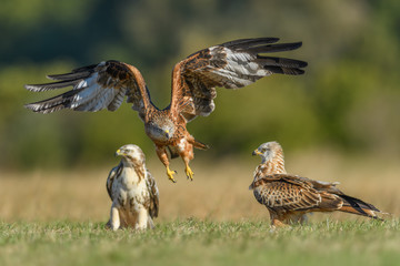 Flight over the meadow/Red Kite