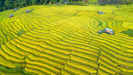 Landscape of gold rice fields