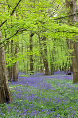 Bluebell path in the forest