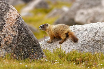 Marmot