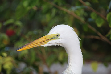 portrait of a white egret