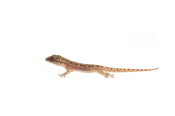 The small Comon House Gecko