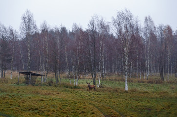 Wild deer on the edge of the autumn forest