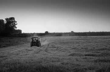 Fototapeta premium Evening harvest