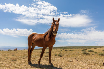 Wild horse in the High Desert in Summer