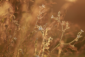 Field at sunset