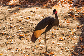 Black-Crowned Crane or Balearica pavonina in nature