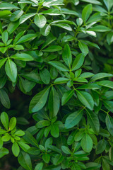 Fototapeta na wymiar Green leafs