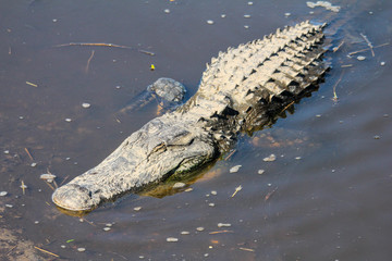 alligator in the water