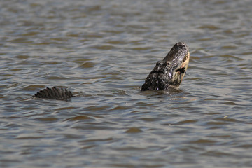 Alligator with a fish