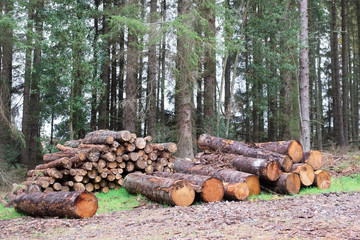 Chopped wood logs for sale use in fire place at home stored on forest woods green biomass energy uk