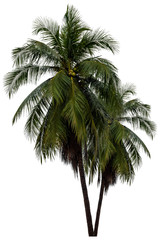 Obraz premium Coconut tree. isolated on white background with a high resolution suitable for graphic. with clipping path