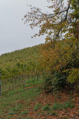 Fototapeta premium Wein im Herbst bei Regen am Hochberg Immenstaad am Bodensee