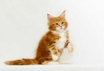 Fototapeta na wymiar red kitten looks