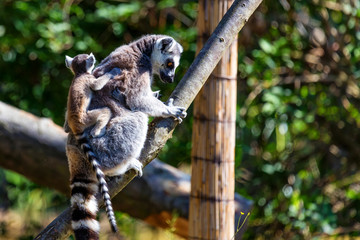 Ring-Tailed Lemur or Lemur catta mother with child