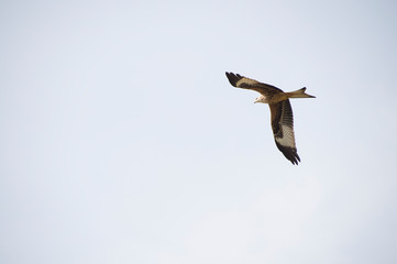 Obraz premium Rotmilan im Flug