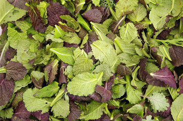  Fresh picked baby mustard green leaves  