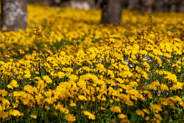 Fototapeta premium field of golden flowers