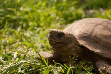 tortuga en el cesped 