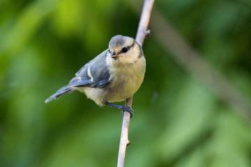Blaumeise jung an Zweig