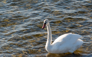 swan on lake