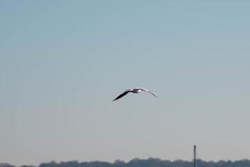 Seagull