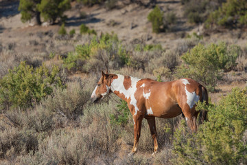 Fototapeta na wymiar Wild horse in the High Desert in Summer