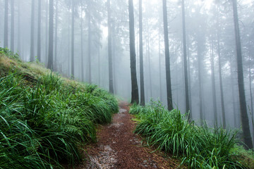 Herbst Wald Pfad