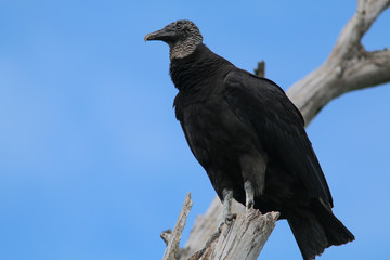 Black Vulture on a tree