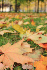 Colorful Autumn Leaves on Green Grass Background at City Park. Outdoor Park Nature Scene of Fall Landscape with Green, Yellow, Red and Orange Colored Fallen Autumn Maple Leaves Laying on the Ground