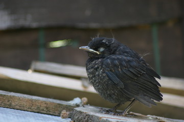 Scruffy thrush