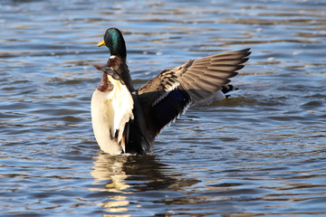 Duck Spreading His Wings