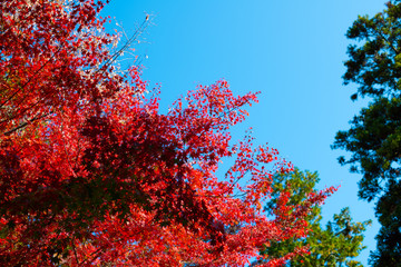 紅葉と青空