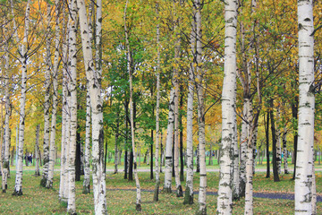 Fototapeta premium Forest Birch Trees on Autumn Nature View. Outdoor Image of Tree Trunks in Local City Park with No People Around. Forest Park Scenic Landscape Close Up View of Birch Trees on Green Grass and Foliage