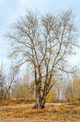 Lonely tree against the background of the cloudy sky in the autumn afternoon.