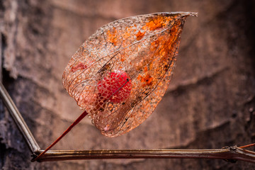 Dried calyx enclosing one red berry of the physalis plant