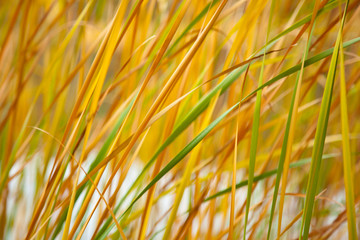 yellow, green and orange cane leaves