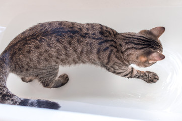 cat is washed in water. The cat loves water.