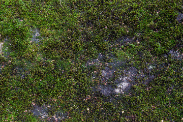 Moss green texture. Moss background. Green moss on grunge texture, background