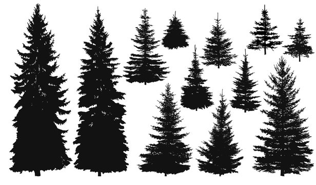 Set of Pine Trees