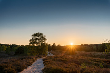 Naklejka na ściany i meble Westruper Heide - sunset