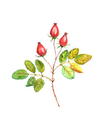 autumn dog rose branch