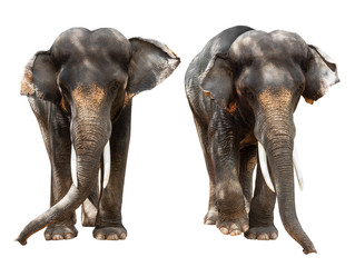 Fototapeta na wymiar Asian elephant isolated