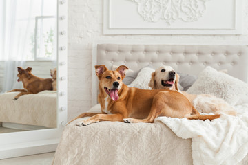 Golden retriever and mixed breed ginger dogs in luxurious bright colors classic eclectic style...
