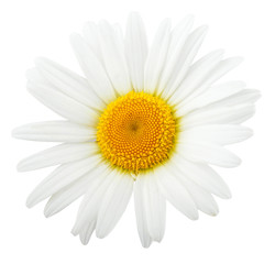 Chamomile flower composition isolated on white background as package design element