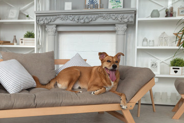 Happy ginger mixed breed dog in luxurious bright colors classic eclectic style living room with...