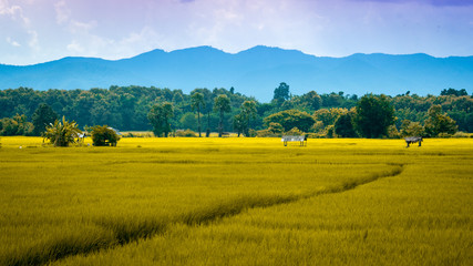 Sunset landscape view at green terraced rice field in Pa Bong Piang , Mae Chaem, Chiang Mai,...