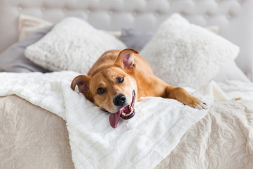 Happy ginger mixed breed dog in luxurious bright colors classic style bedroom with king-size bed....