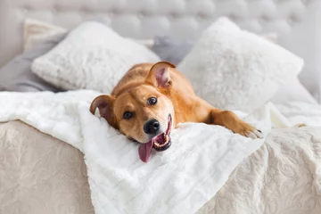 Happy ginger mixed breed dog in luxurious bright colors classic style bedroom with king-size bed. Pets friendly  hotel or home room. © prystai
