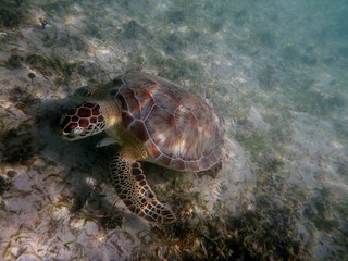 Sea Turtle 2